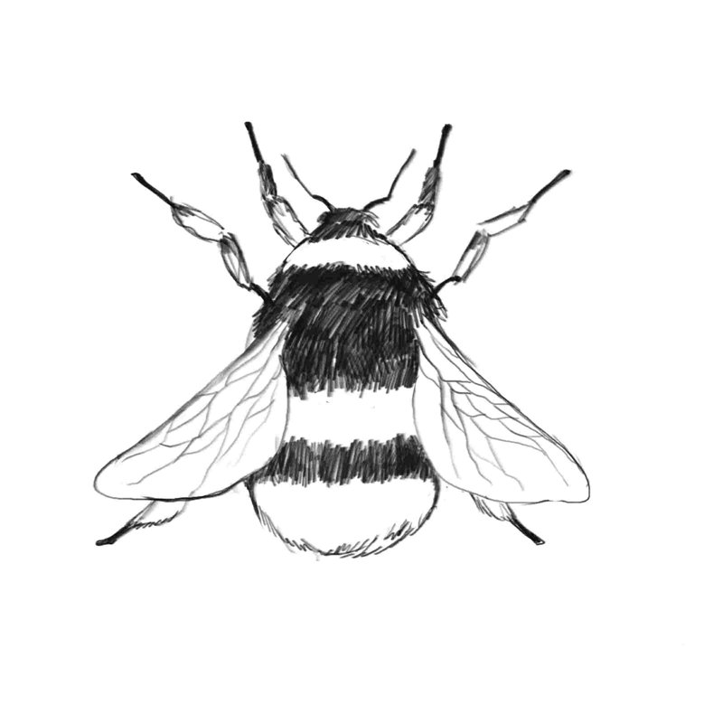Abeille - reproduction d'art sur toile tendue, L 30 po x H 30 po