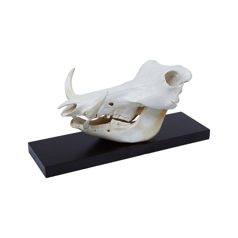 Mounted Warthog Skull