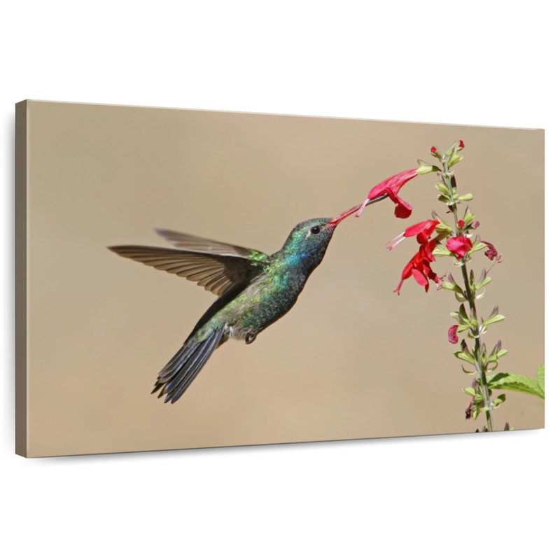 Colibri buvant du nectar à bec large, H 26 po x l 39 po