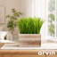 9,5 po plante en pot Dias