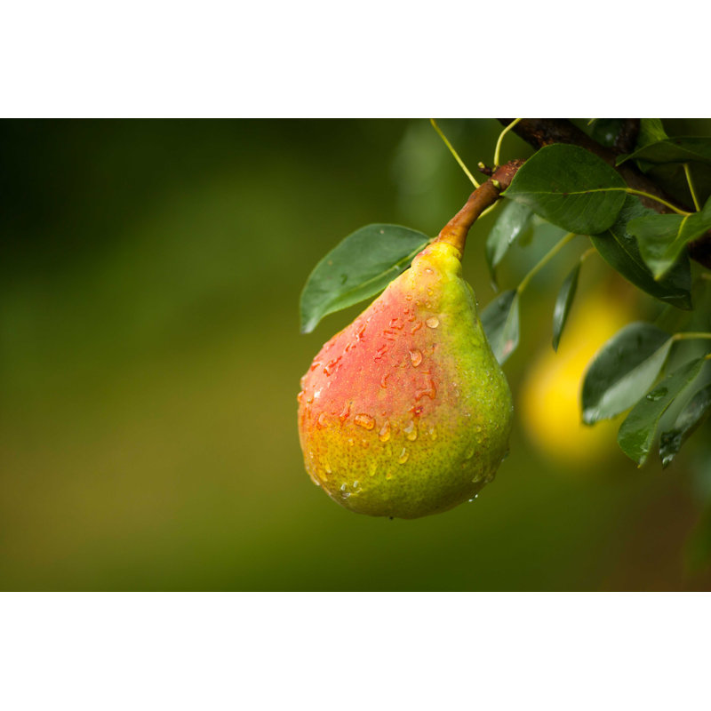 " Pear On Branch ", 8" H x 12" W