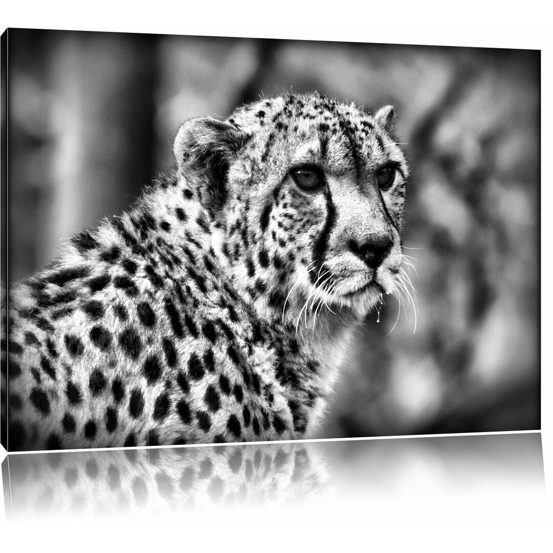 Leinwandbild Bildschöner Gepard in Monochrom