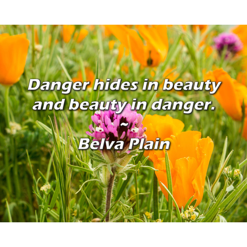 Citation simple de Belva: Le danger se cache dans la beauté et la beauté dans le danger.