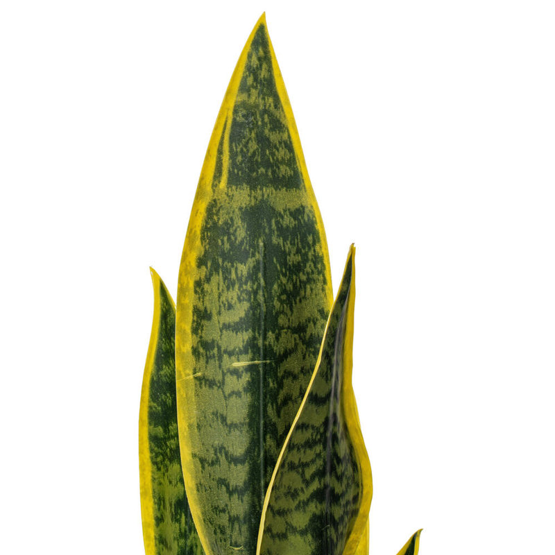 Faux Snake Plant Plant in Ceramic Pot