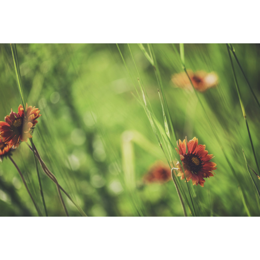 Gaillardia Arizona Sun Blumen - Druck