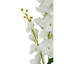 Fiori Delphinium Arrangement