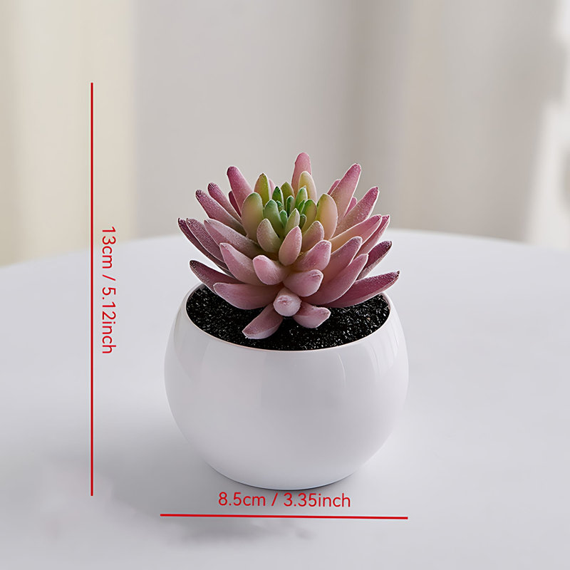 Plante grasse de 5,12 po