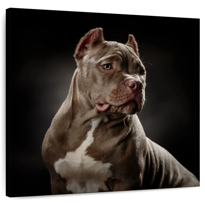 Brampt Bully Pitbull, H 16 po x l 16 po