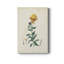 «Traditional Botanical III», impression sur toile tendue-1594425904