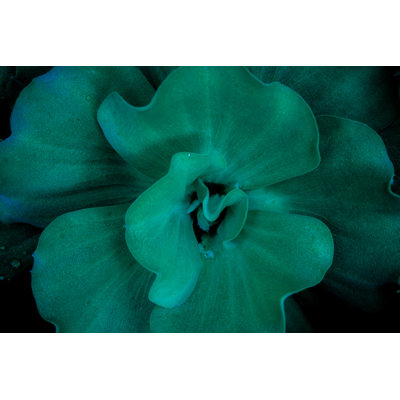 Leafy - Wrapped Canvas Print