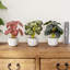3 - Piece Indoor Artificial Small Leafy Plants in Pot Set