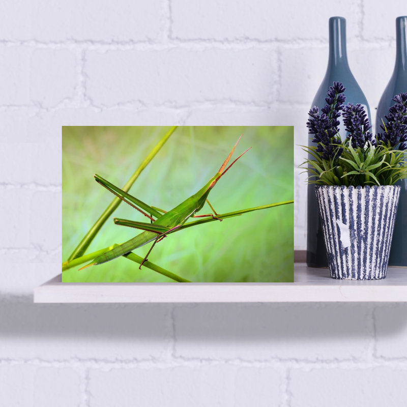 Green Stick Grasshopper Delicate Serene Grasshopper Nature Plant Wall Art Print 1 Piece Wrapped Canvas Wall Art