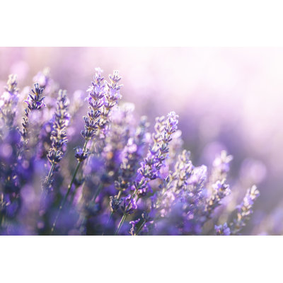 " Close-up View Of Lavender "