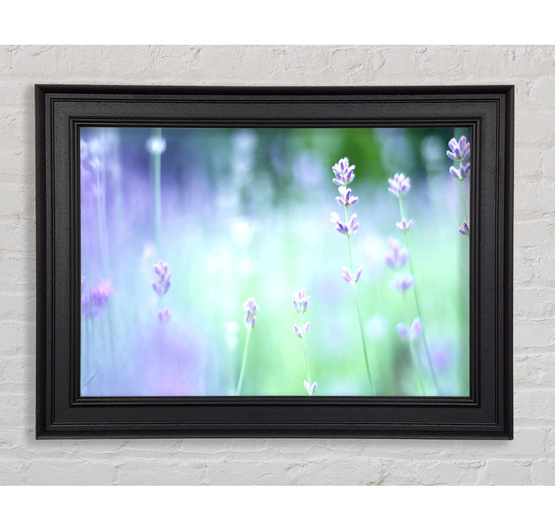 Gerahmter Kunstdruck Soft Focus Small Purple Flowers