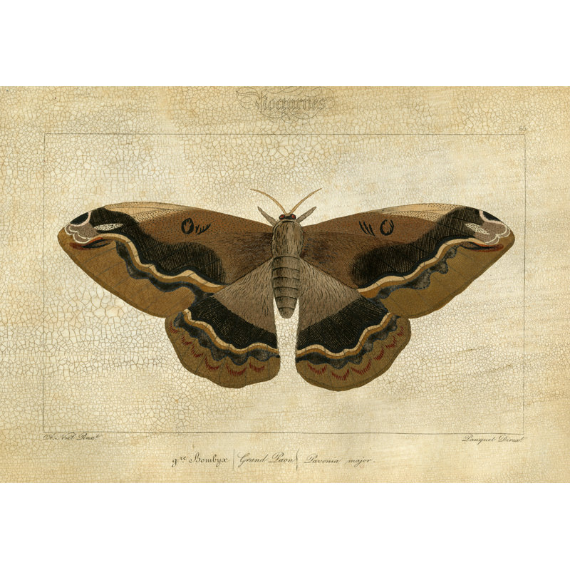 Crackled Canvas Moth I Print