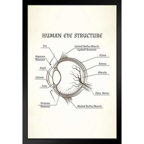 Trinx Structure Of The Human Eye Anatomy Chart Matted Framed Art Print ...