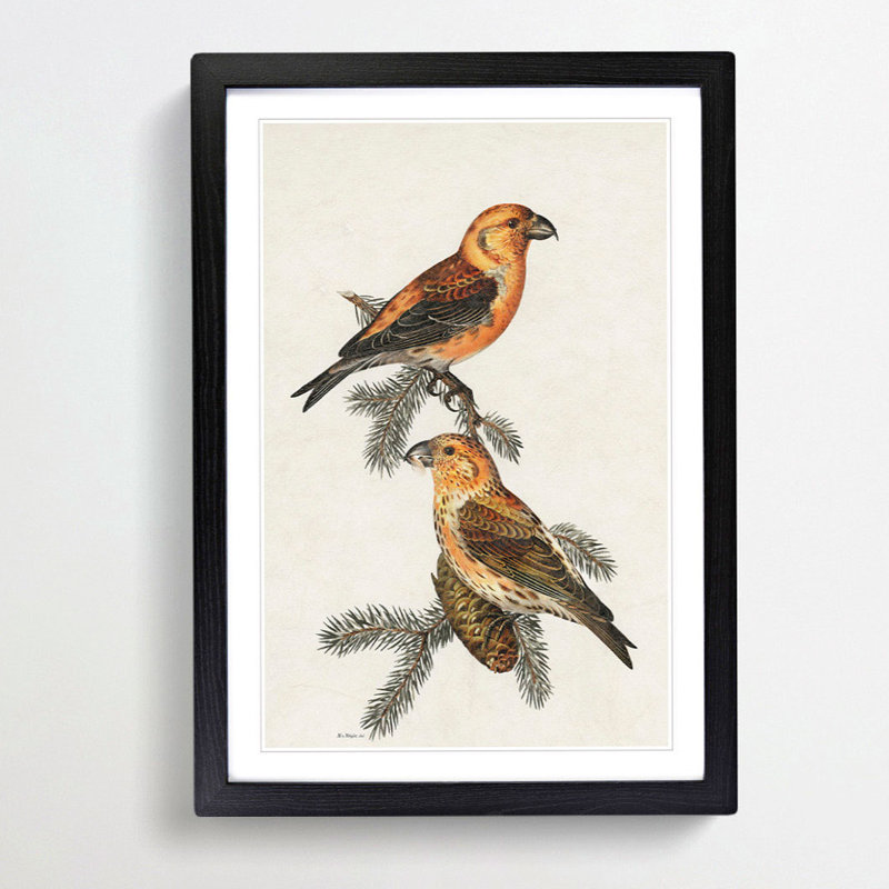 Red Crossbill Birds by Von Wright - Picture Frame Painting Print, 65cm H x 48cm W x 2cm D, Black Framed