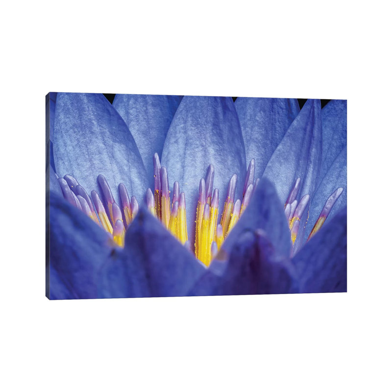 Lotus #2 - Wrapped Canvas Print, 45.72cm H x 66.04cm W x 1.905cm D