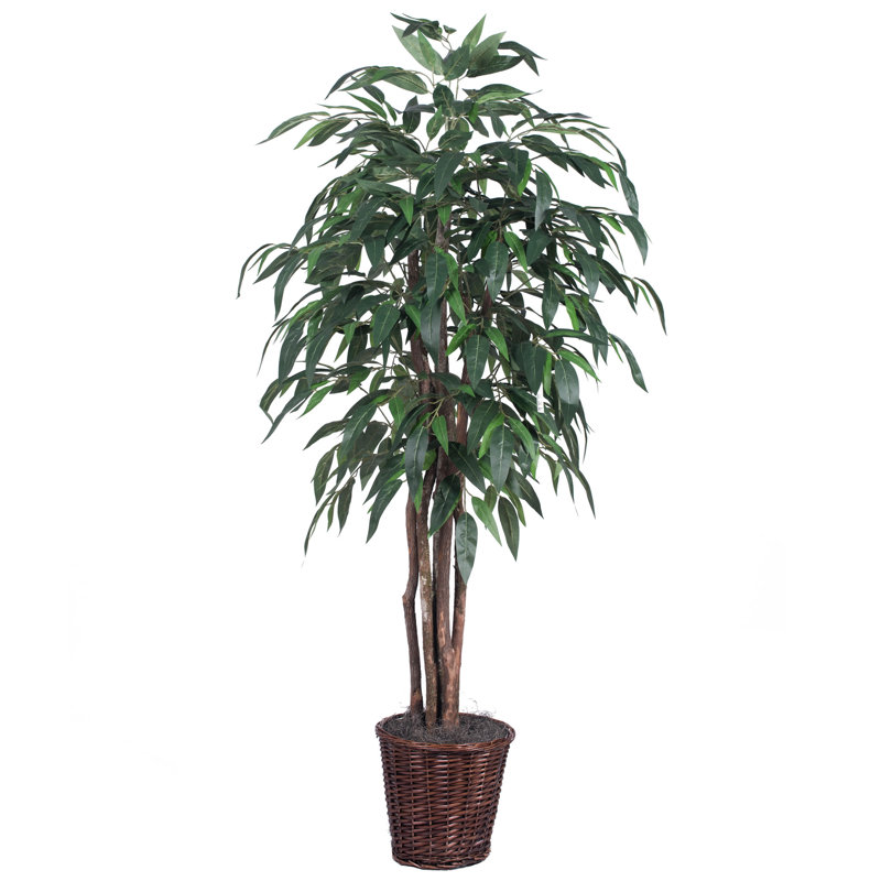Ficus au sol en pot