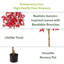 Faux Maple Tree in Freestanding-129588455-129588454