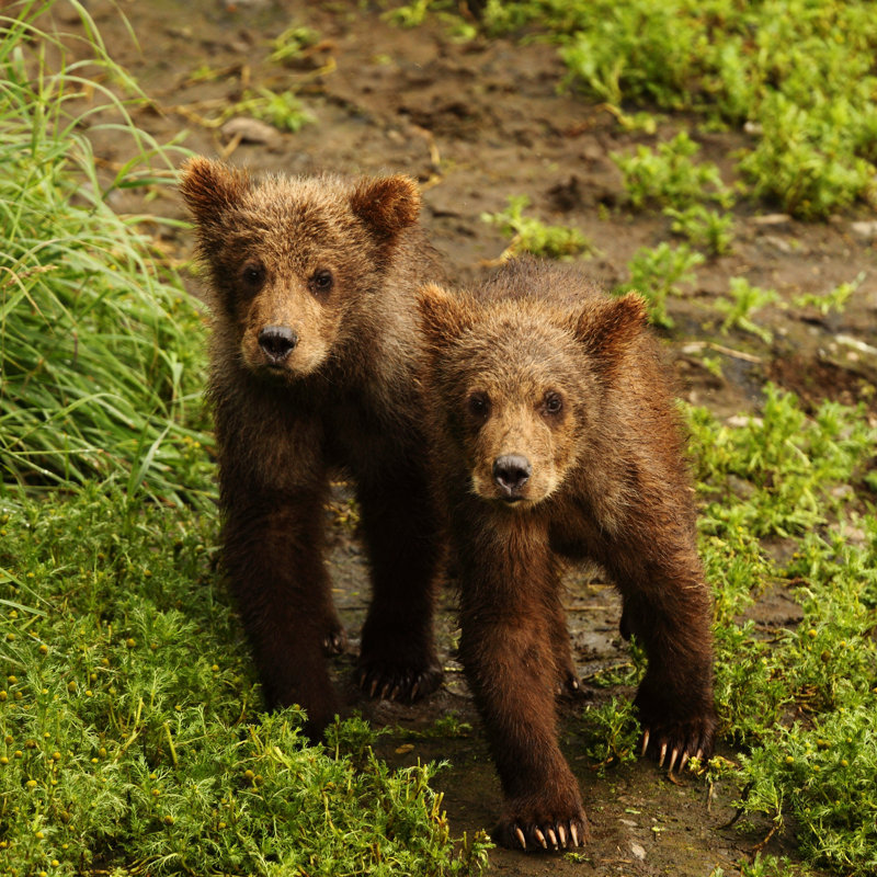 Bear Cubs by Janvdb95 - Wrapped Canvas Print, 30cm H x 30cm W