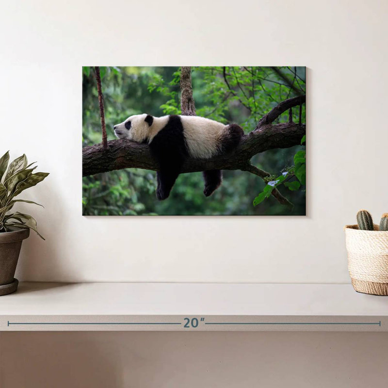 Panda Sleeping On Tree, 8" H x 12" W