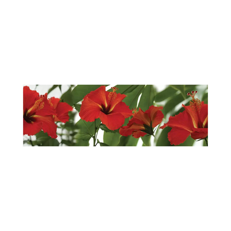 Close-Up Of Red Hibiscus Flowers - Wrapped Canvas Panoramic Print, 30.48 cm H x 91.44 cm W x 1.91 cm D