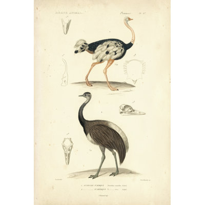 Étude d'autruche antique