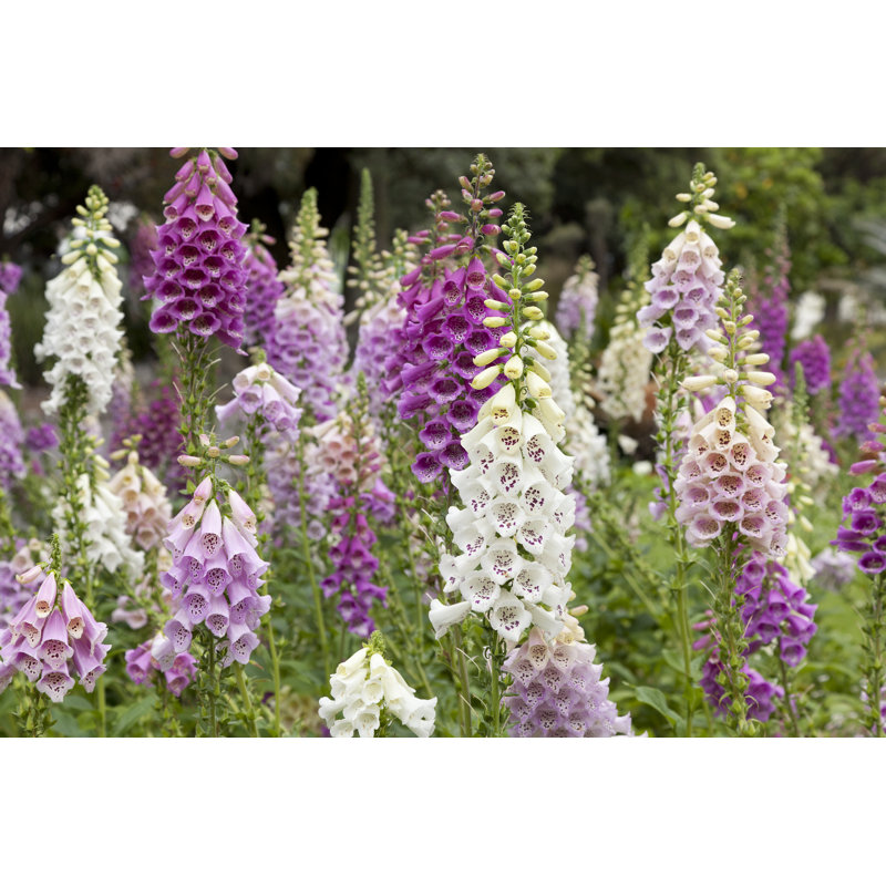 «Fresh Blooming Digitalis» par Imagepartners - photographie sur toile tendue, H 24 po x l 36 po
