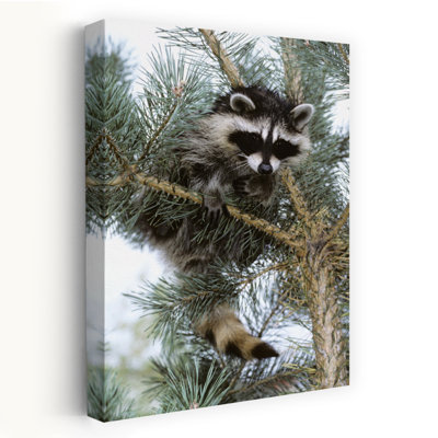 Raccoon Abstract Contemporary Pine Animal Nature Wall Art