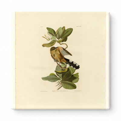 «Mangrove Cuckoo» (planche 169) - art mural carré sur toile