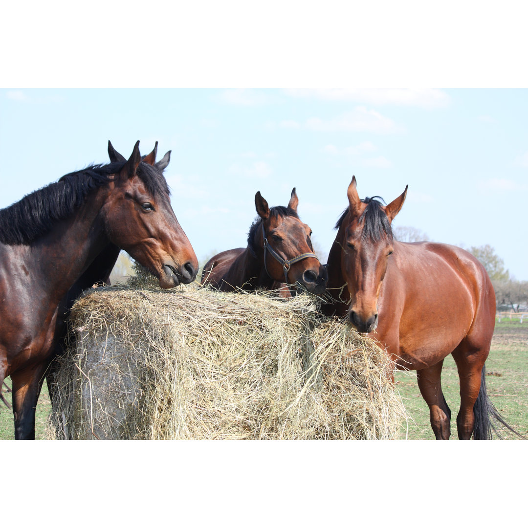 Leinwandbild Horse Herd Eating Hay von Virgonira