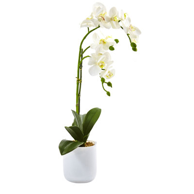 Orchid Arrangement in Vase