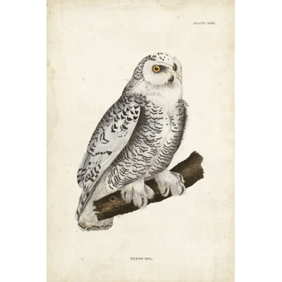 Harfang des neiges