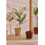 Awa Planter-267633343-267633217