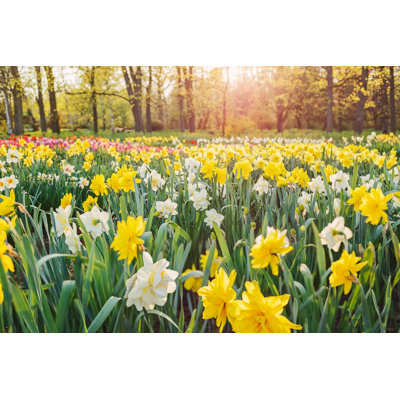 Daffodils Field by Pelyte - Wrapped Canvas Print