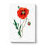 Common Poppy Illustration - Wrapped Canvas-55371305