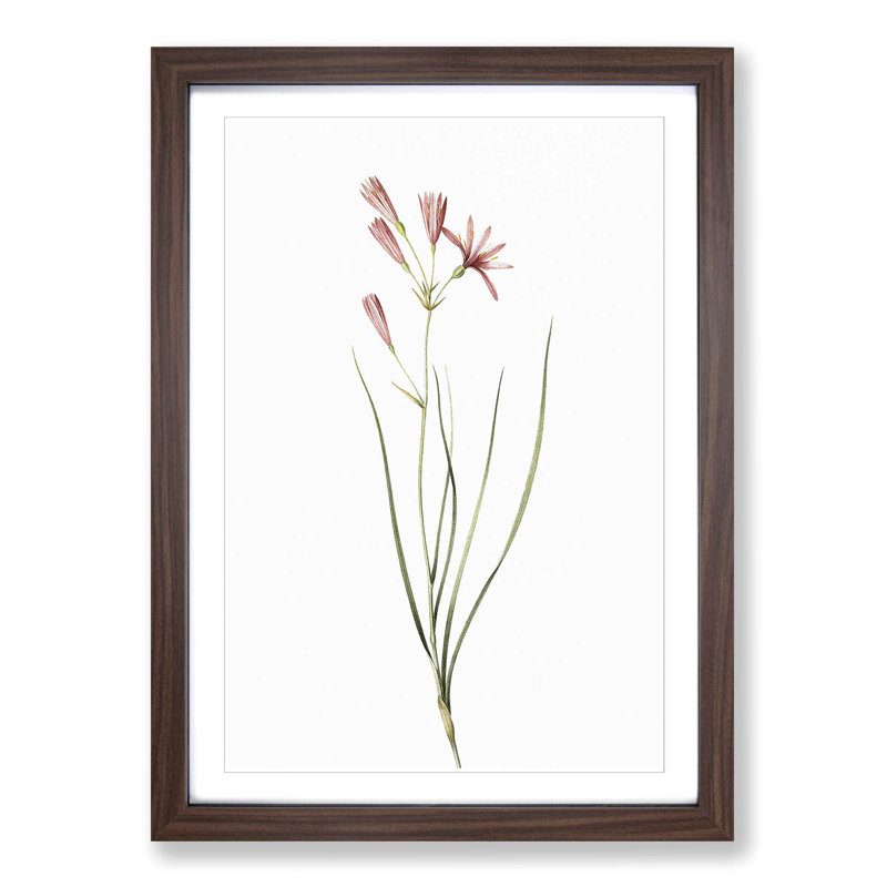 Amaryllis Flowers by Pierre-Joseph Redoute - Single Picture Frame Painting, 63cm H x 45cm W x 2cm D, Walnut Framed