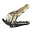 Crâne d'alligator