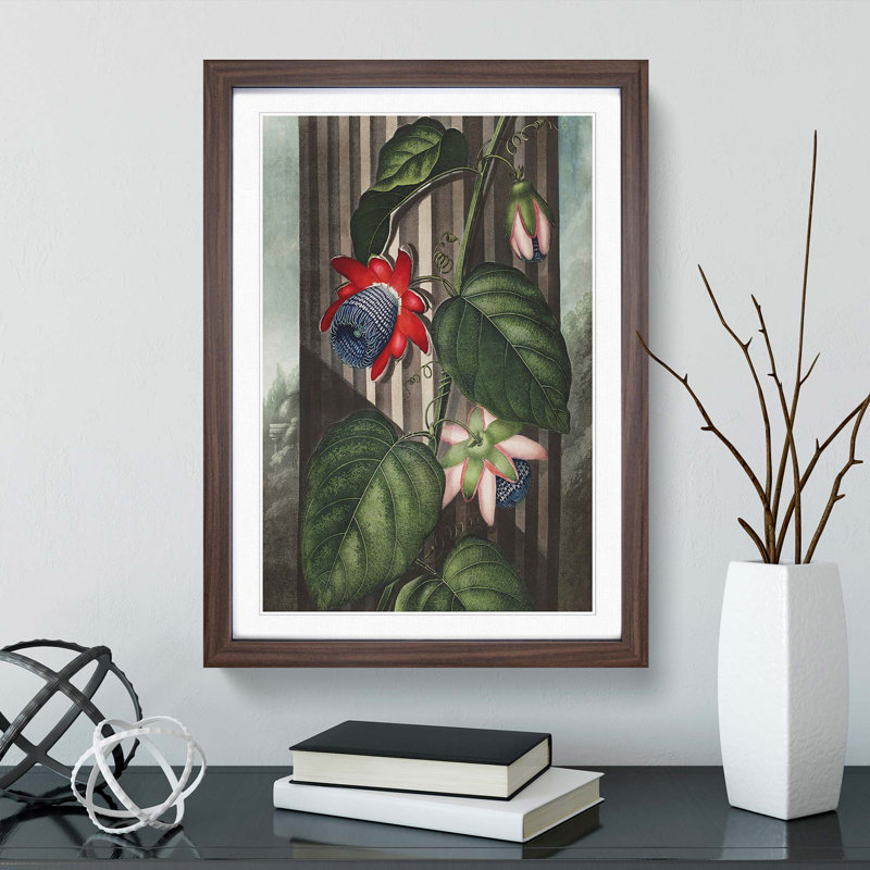 Winged Passion-Flower by R.J. Thornton - Picture Frame Painting Print, Walnut Framed, 65cm H x 48cm W x 2cm D