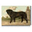« Mastiff »-impression sur toile-2077485810