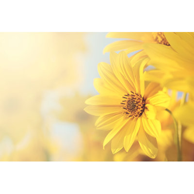 Vintage Flowers 1 Piece Wrapped Canvas Wall Art