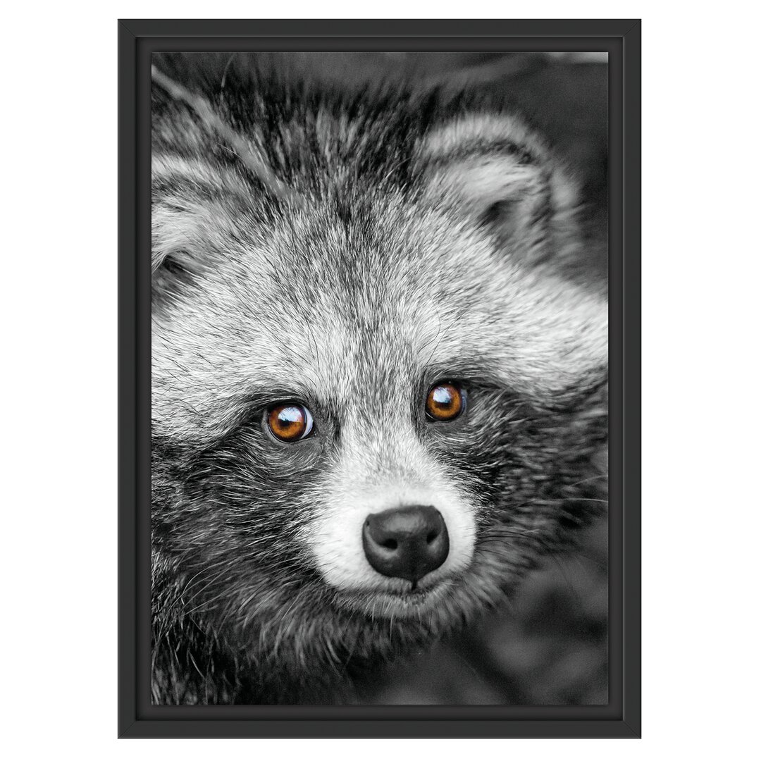 Gerahmter Grafikdruck Shy Raccoon