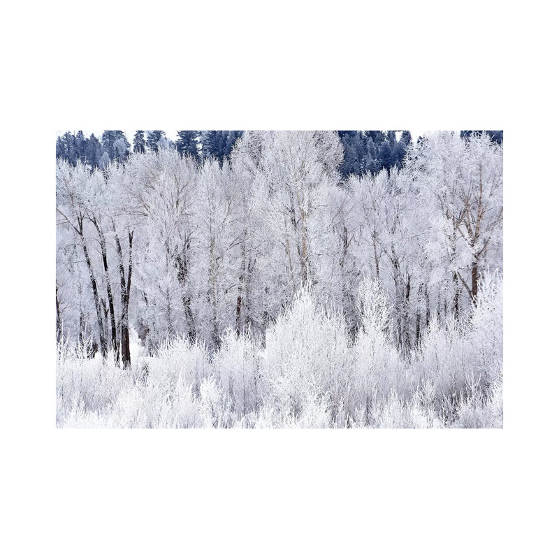 Frosty Morning by Brian Wolf - Wrapped Canvas Print, 20.32cm H x 30.48cm W x 1.91cm D