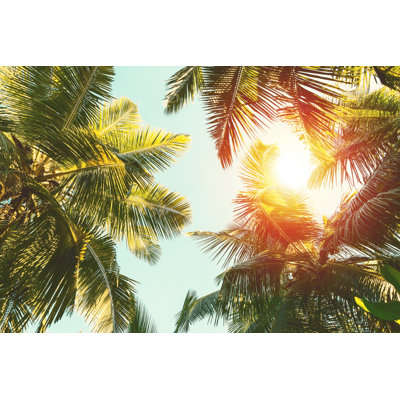 Cocotier - Photographie sur toile tendue