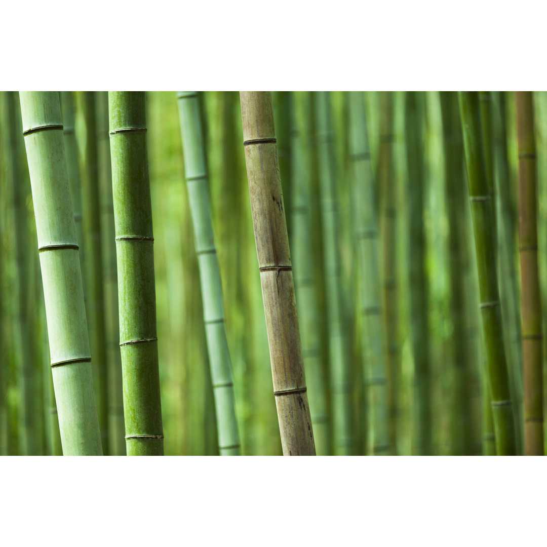 Bamboo Grove von 35007 - Druck auf Leinwand ohne Rahmen