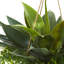 Plante de feuillage artificiel 13" en panier