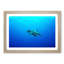 Swimming Turtle - Picture Frame Painting Print-55616790-55616786