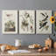 Pl 190 Lincoln Finch - ensemble de 3 impressions sur toile tendue-1010519626