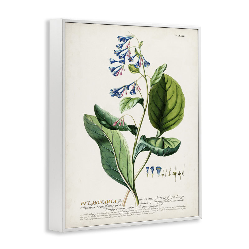 Art botanique à motif floral rétro par Inconnu, H 30 po x l 24 po, Estampe numérique encadrée blanc bord de mer